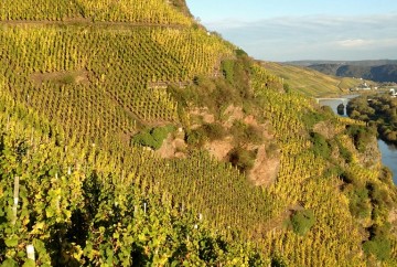 Weinrebenblätter leuchten in der Sonne