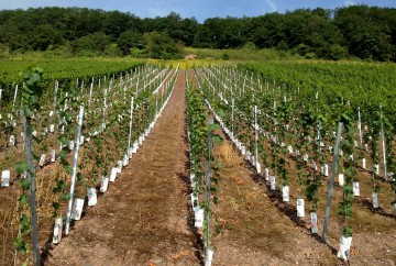 Neuanlage eines Weinbergs